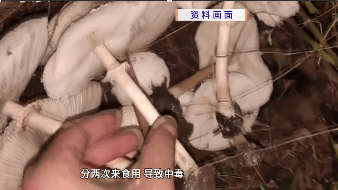 广东一家11口,吃了2斤进山采的“毒王”后中毒,7人进重症,医生提醒